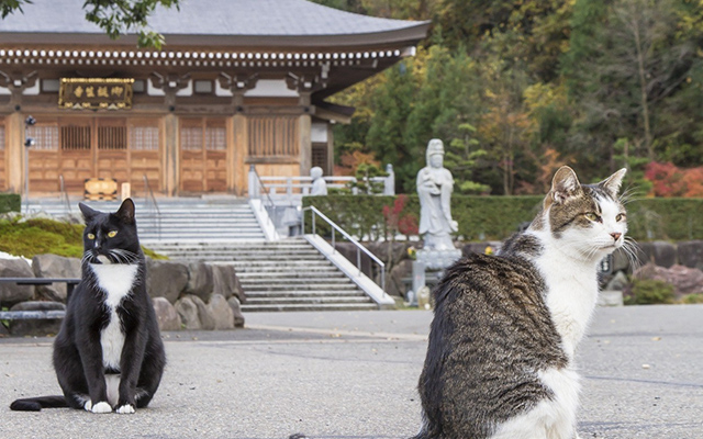 御誕生時（猫寺）